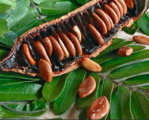 cassia grandis 18682835