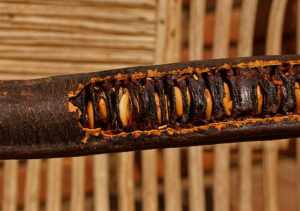 cassia grandis fruit pod